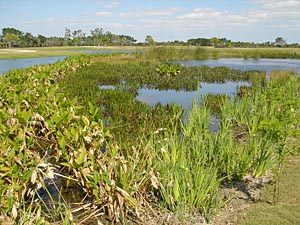 Florida Wetlands Preserve Management